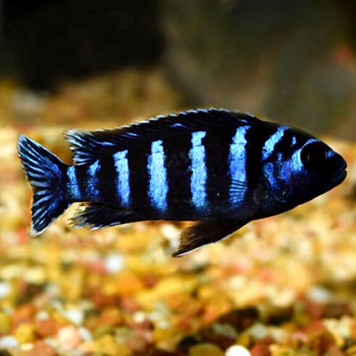 Demasoni Cichlid 3