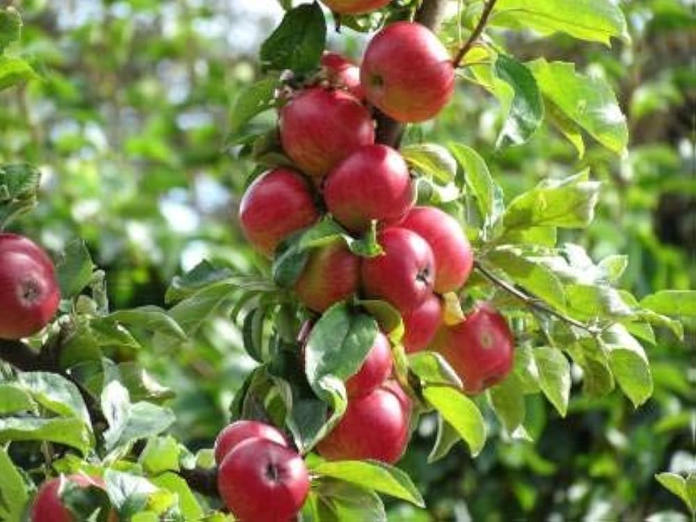 Best Fruit Trees To Grow In Zone 3 Top Favorite Cold