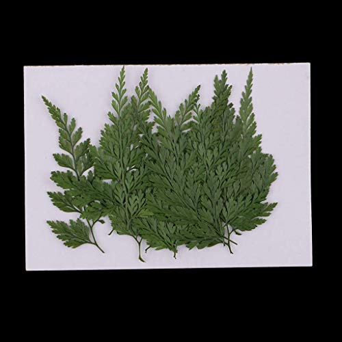 Hojas Secas Reales Presionadas de Helecho Natural 12 piezas miniatura 2