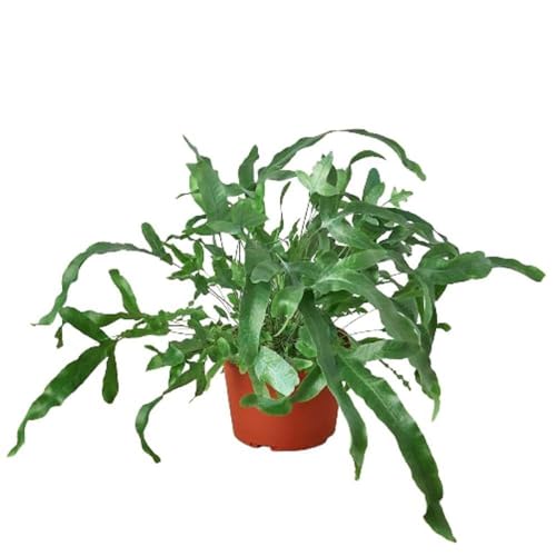 Fern Blue Star Live Plant for Indoor | Different Houseplants