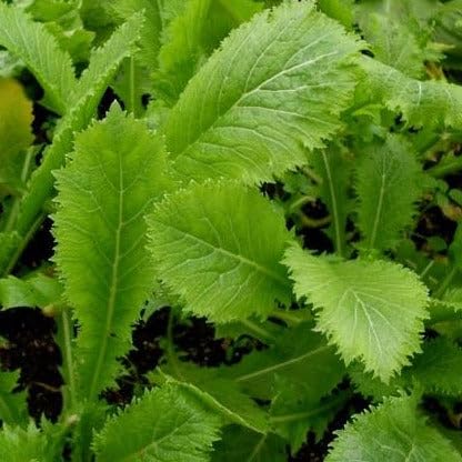 TomorrowSeeds - Spicy Brown Mustard Green Seeds - 3000+ Count - for 2026 Planting Brassica Garden Yellow Black Cover Crop Radish Vegetable Collards Green Kale Spinach Leaf Non-GMO Grow Your Own Home - Image 2