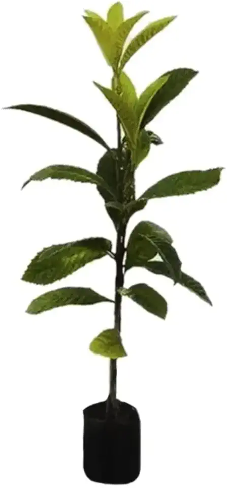 Muda de Ameixa Nêspera 30 a 50 cm – Planta Frutífera para Pomar e Jardim