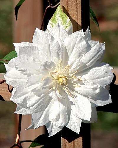 25 Double White Clematis Seeds Bloom Climbing Perennial Flowers Seed