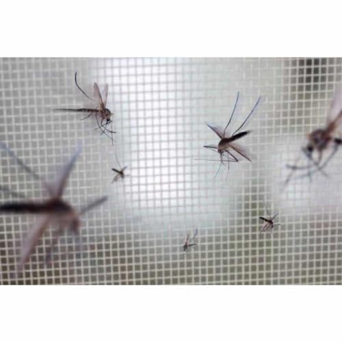 Tela Mosquiteiro Inseto Pernilongo Janela Porta Rolo 25 Metros Mosca Mosquito Casa Jardim Varanda Mu
