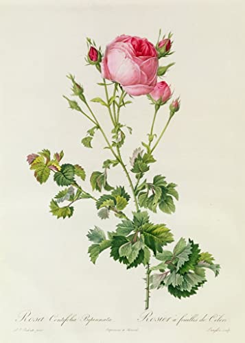 Affiches sur toile de rose ancienne pour habiller un mur vide sans effort