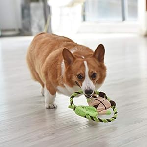 Star Wars for Pets Plush Yoda Rope Frisbee Dog Toy | Green Fetch Toys for Dogs | Plush Dog Toy Chew Dog Toy Squeaky Dog Toy Officially Licensed from Star Wars  Cucciolini Doodles Star wars for pets plush yoda rope frisbee dog toy | green fetch toys for dogs | plush dog toy chew dog toy squeaky dog toy officially licensed from star wars   cucciolini doodles