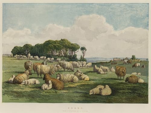Affiche de Arts Moutons Peinture Toile Célèbre Haute Définition Impression Fine Art 60x90