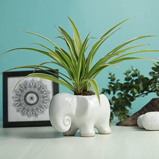 Anudeep Grow Ceramic Handcrafted Elephant Shape Flower Pot Handmade
