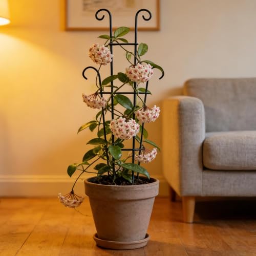 Support de tige réglable pour monstera et lierre grimpant