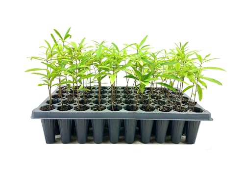 Willow Oak Tree | 3 Live Plants | Quercus Phellos