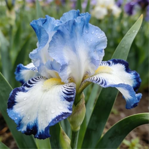 Perennial - One Plant, Blooms for Many Years - Iris Bulbs - 