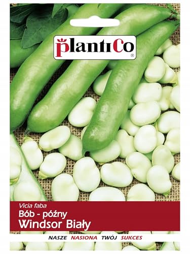 PlantiCo Windsor Blanc Grosse Fève Graines 50g Graines Robustes Graines de Légumes Graines de Culture Serre Jardin Potager