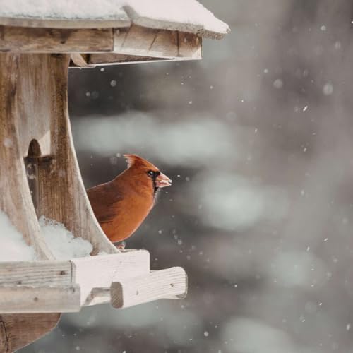 359. A Birder's Guide to Finding Hope In Uncertainty, Part 2