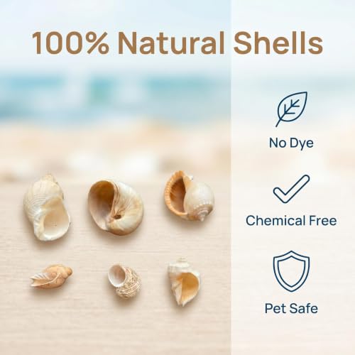 Image of 6PCS Hermit Crab Shells Medium to Large | Natural Conch 2.8 inch - 3.9 inch, Opening Size 1.5 inch - 2.5 inch | Assorted Turbo Shells Hermit Crab Growth Shells Small Medium Large Hermit Crab Supplies