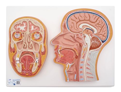 Amazon.co.jp: 脳や鼻腔・口腔などを矢状面と冠状面で観察できる断面