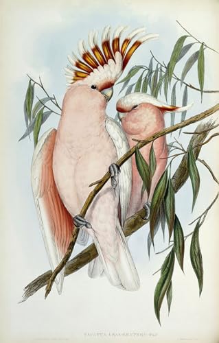 Peinture sur toile d'art abstrait oiseau Cacatua Leadbeateri John Gould