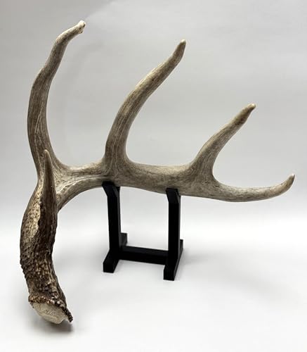 Deer Shed Antler Display Stand with Black Base, Decorative Trophy Mount Holder