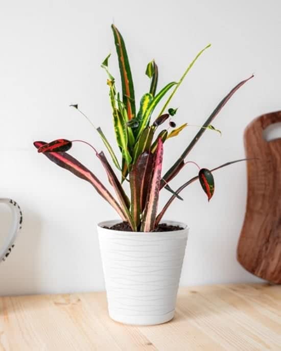 GenericCroton Codiaeum |Mother and Daughter| from Plants Valleys