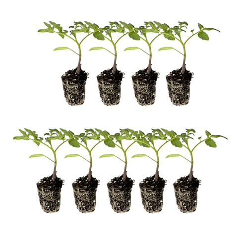 Tomato Starter Live Plug Plants 9 Plants Heirloom & Hybrid: Brandywine Pink Cherokee Purple Mortgage Lifter Yellow Pear Better Boy Plus Wonderstar Pink Supersweet 100 Beefmaster La Roma