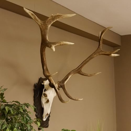 GTK - Geweihe & Trophäen KRUMHOLZ Rothirschgeweih...