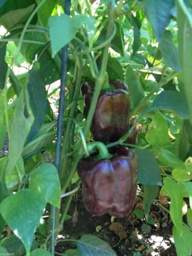 40 SEMI DI PEPERONE CIOCCOLATO