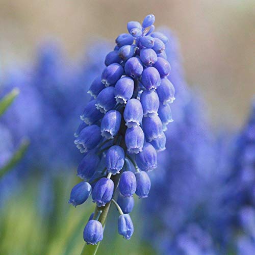 Portal Cool 5 Muscari Armeniacum (jacinto de uva) Bulbos listo para plantar (EnvÃƒ­o postal gratis Reino Unido)
