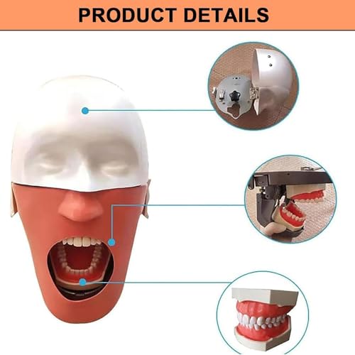 Simulatore di testa di manichino dentale, modello fantasma dentale con regolazione a 360 gradi, sicuro e inodore per la formazione di dentisti e assistenti
