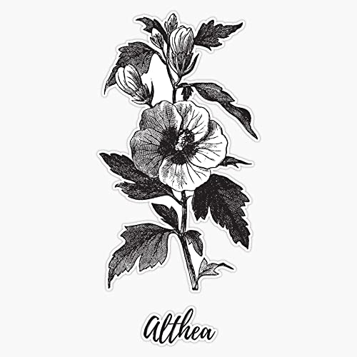 Althea Sticker Botanical Floral Engraving Vinyl Bumper Sticker