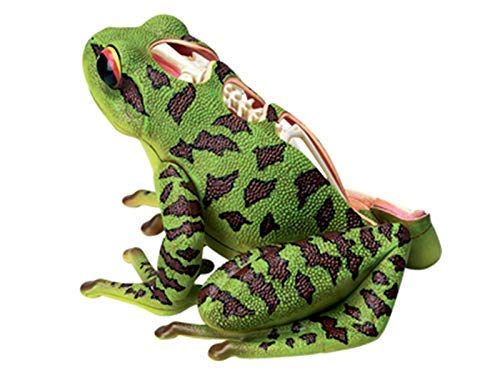 ヒキガエルの生物学 ナガレヒキガエル - Wikipedia