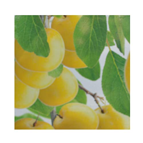 gardenexpert Prunus 'Mirabelle de Nancy' Patio Plum Tree 17cm Pot Size Fruit, Yellow