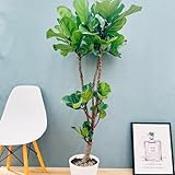 ［現品］81番 カシワバゴムの木 フィカス リラータ 8号 観葉植物 大型 室内