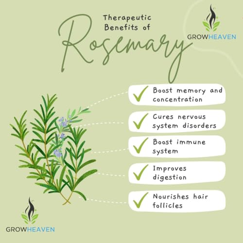 Image of live plants (ROSEMARY HERBS)