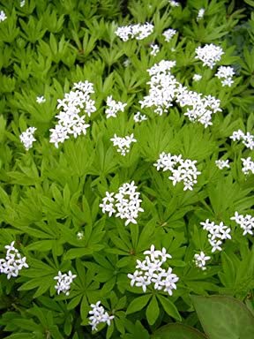 Radny 20 piezas ASPERULA Galium Odoratum Semillas de flores Cover