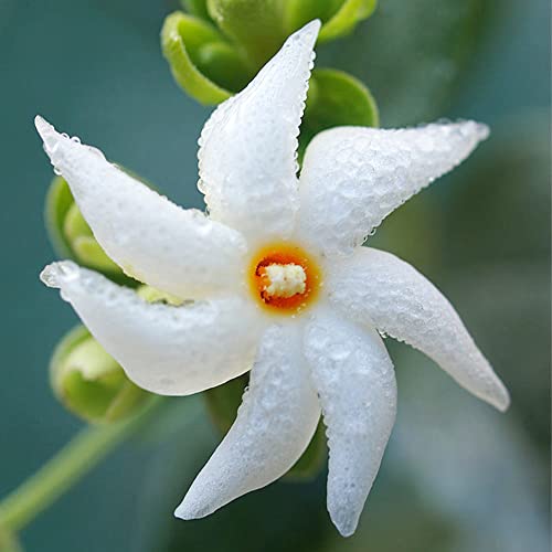 Qauzuy Garden 100 Night-Flowering Jasmine Seeds, Parijat, Jessamine, Night Scented Jasmine, Attract Pollinators, Striking Showy Perennial Fragrant Flowering Shrub Bush Tree #TOP2