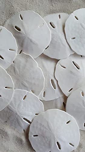 Tumbler Home White Sand Dollars 2" to 2.25" Set of 12 - Wedding Seashell Craft Sand Dollars- Hand Picked and Professionally Packed - Thumbnail 7