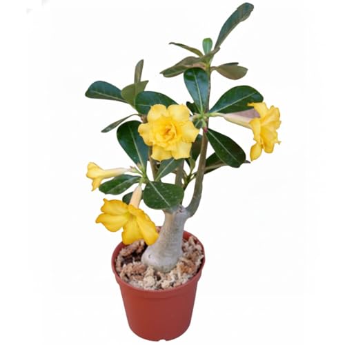 Double Yellow Desert Rose Plant Live, 4-7' Tall, Adenium Obesum Well-Rooted Succulent for Indoor Outdoor Displays