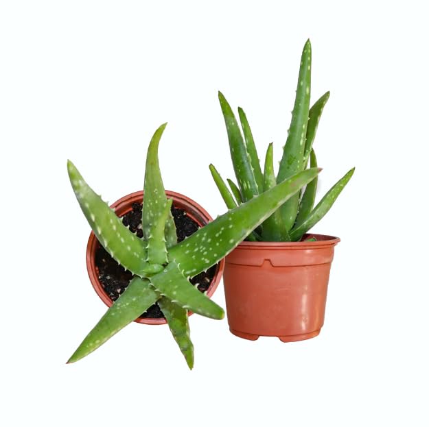 Plantas de Aloe Vera - DECOALIVE Set de 2 Plantas Naturales - Plantas Medicinales
