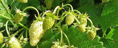 Buy4seeds 250 Seeds Strawberry Alpine Yellow Wonder Useful for Garden and Outdoor