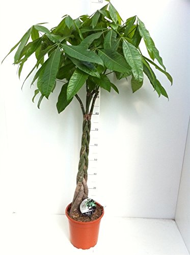 Glckskastanie (Pachira aquatica), pflegeleichte Zimmerpflanze (geflochten  im 27cm Topf, ca. 150cm hoch) : Amazon.de: Garten
