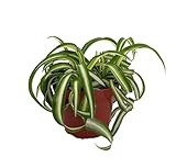 Bonnie Curly Spider Plant - Easy Clean Air Plant - 3.75' Pot