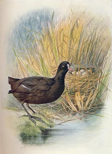 Arts Affiche Artistique Foulque Fulica Atra - Impression Toile George Rankin