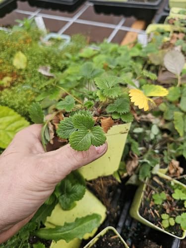 4 Live Wild Beach Strawberry Plants, 3' pots
