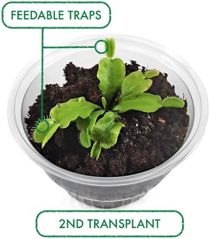 Miniatura 6 de Kit de trampa para moscas Venus, terrario de trampa para moscas Venus viva incluidaKit de inicio fácil para principiantes DIY, planta educativa en