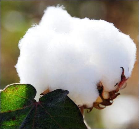 Miniatura 8 de Juego de sábanas de 400 hilos 100 % algodón, color marfil, juego de sábanas de 4 piezas de alta calidad de tejido de satén de algodón de fibra