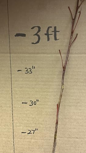 2 ft Tall Cottonwood Tree, 2 Year Old Bare Root Plant, Populus Fremontii