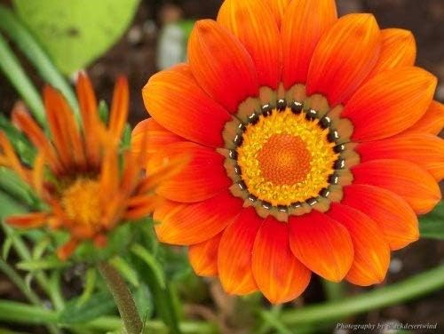 Miniatura 8 de 30 Kontiki STARS & STRIPES GAZANIA Ringens Treasure Flower Seeds