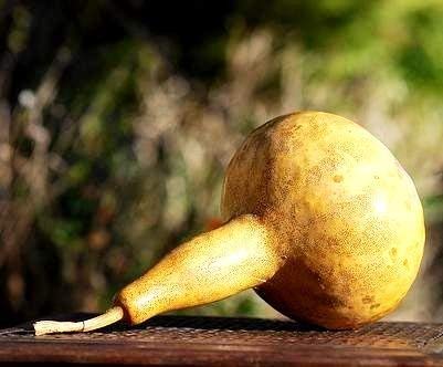 Calabash, bottiglia di zucca - mix di varieta - 7