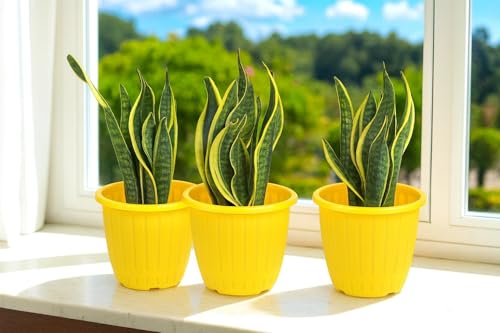 Image of Go Hooked Sunshine Flower Pot /Planters for Home Decor, Plastic Pots for Gardening /Home, Flower Pots Indoor-Outdoor & Planter for Plants (Yellow) (Pack of 3)