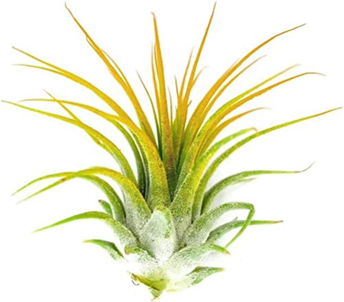 Ionantha Guatemala Tillandsia Air Plant, Guatemala Tillandsia Live Airplant, Healthy Arrival Guaranteed, Great Indoor Plant (Red-Yellow-Green) #TOP1
