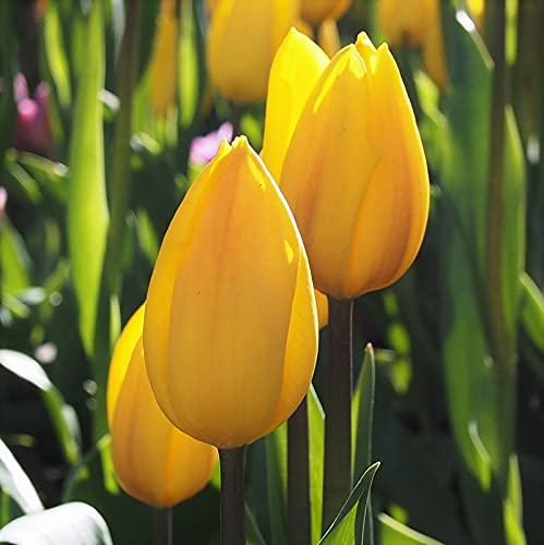 FernsFly® IMP. Tulip Charming Flower Bulbs Winter Flower Home Pot/Land Gardening Bulbs planting Blooming (Pack of 1 Kikomachi Tulip) (B09D9MX5M7) Amazon Price History, Amazon Price Tracker